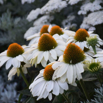 Color Coded™ 'The Price is White' Coneflower has large white flowers that shine in summer!