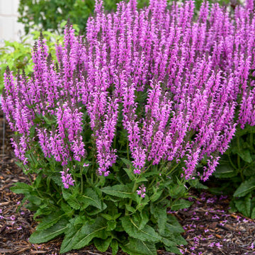 Color Spires® 'Back to the Fuchsia' Salvia grows well in hot, dry sites.