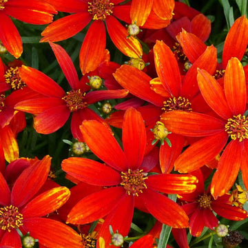 Ladybird Tickseed has red blooms with yellow highlights all summer