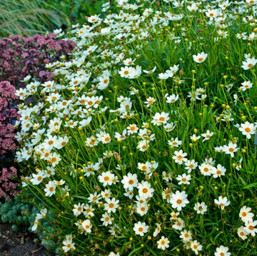 'Star Cluster' tickseed in summer when its green habit is covered in creamy white blooms