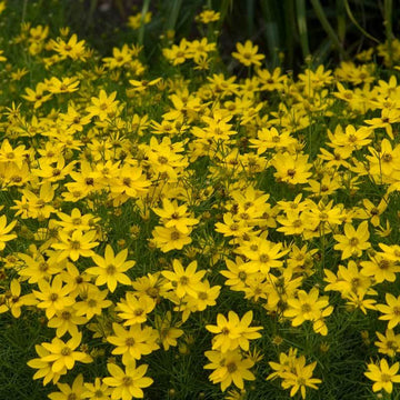 Coreopsis Zagreb has bright yellow flowers and is not bothered by insects or disease