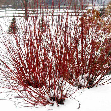 Arctic Fire Red Red-Twig Dogwood has bold and cheerful red stems