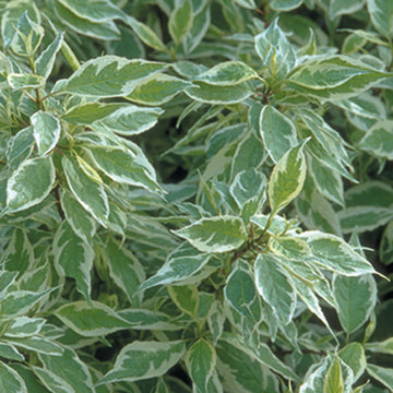 Ivory Halo Red Twig Dogwood is a compact variegated dogwood with dark red winter twigs