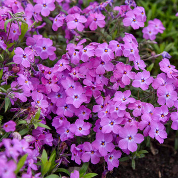 Rose Sprite Hybrid Spring Phlox attracts pollinators
