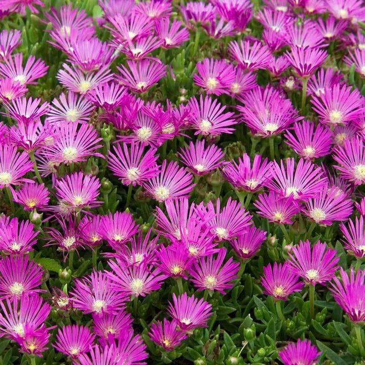 Pink Ice Plant has bold pink flowers 