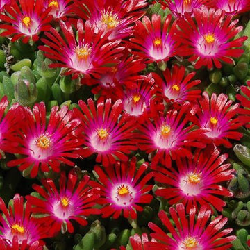 Hot Cakes Saucy Strawberry Ice Plant has vibrant berry red flowers
