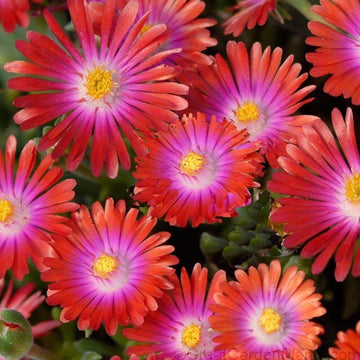 Jewel of Desert Garnet Ice Plant has shimmering red blooms