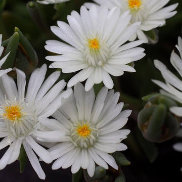 Jewel of Desert Moonstone has sparkling white blooms