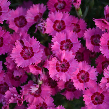 Paint the Town fancy dianthus is part of the carnation family and is covered in non stop bright pink blooms with red eyes all season long.