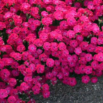 Paint the Town Red dianthus is part of the carnation family and is covered in non stop red-pink blooms all season long.
