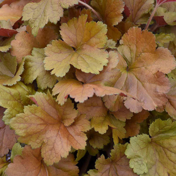 Dolce 'Toffee Tart' Coral Bells grows well in the shade.