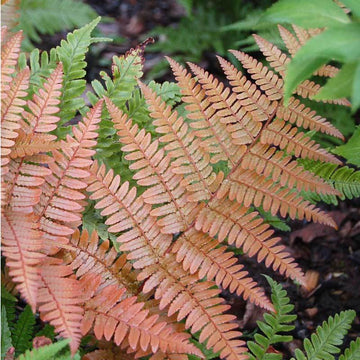 Brilliance Autumn Fern is delicate, and a fine-textured fern that changes color with the seasons.