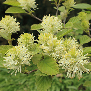 Dwarf Fothergilla has white bottlebrush bloom in spring and a boast a sweet and spicy fragrance that fills the garden. 