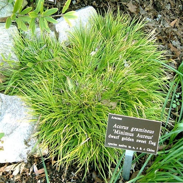 Dwarf Sweet Flag