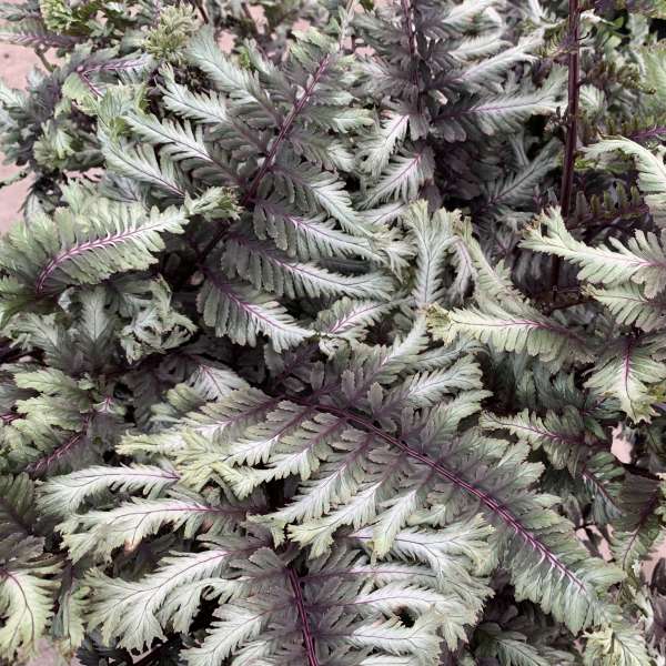 Crested Surf Japanese Painted Fern is a plant collectors dream.