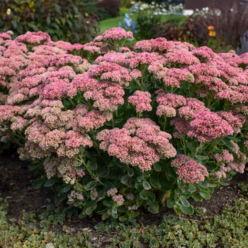 Autumn Joy Stonecrop is a butterfly loving plant.