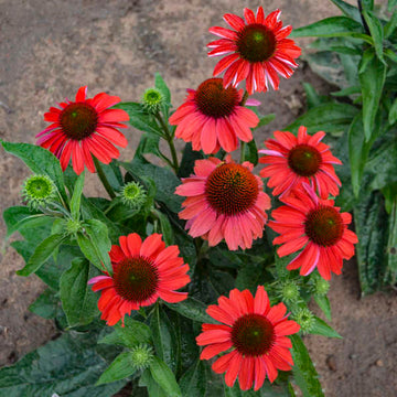 Color Coded Frankly Scarlet Coneflower is a pollinator magnet with its bright red long lasting blooms