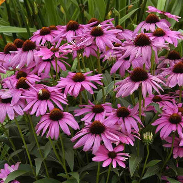 Purple Emperor Coneflower has large ultra rich magenta blooms and blooms over 3 months in a sunny garden.