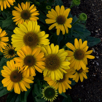 'Yellow My Darling' coneflower has bright yellow blooms that ages to creamy yellow as summer progresses and is loved by pollinators.