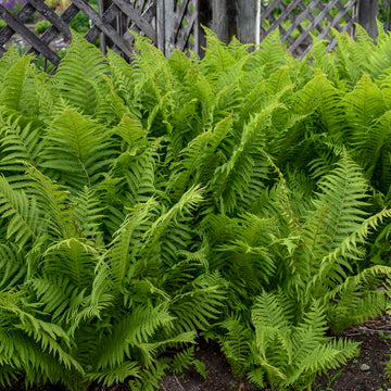 Matteuccia struthiopteris grows vigorously to quickly fill your garden