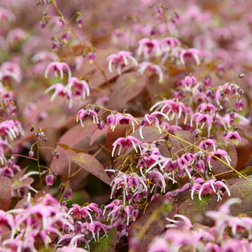 Pretty in Pink barrenwort features unique pink spring flowers that thrive in dry shade while its green foliage takes on copper tones in fall.