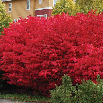 Compactus Burning Bush  blazing red color of burning bush in the fall.