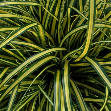 EverColor™ Everoro carex is a fun and funky grass that adds color, texture, and interest to containers and gardens. 