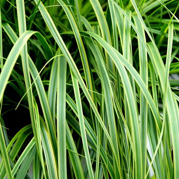 EverColor Everlime Sedge has foliage with two tones of green!