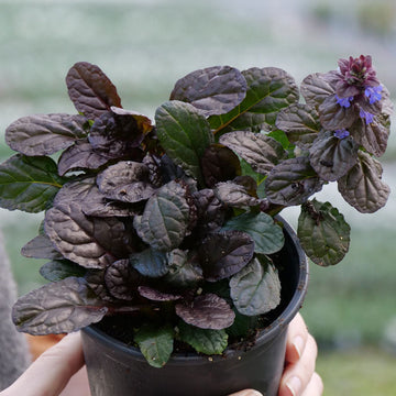 The low-growing Feathered Friends Fierce Falcon Bugleweed is an ideal ground cover!