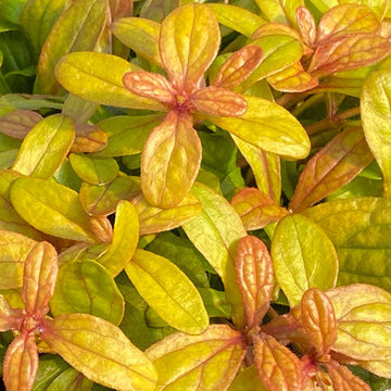 Feathered Friends Petite Parakeet Bugleweed boasts golden leaves with orange veins.