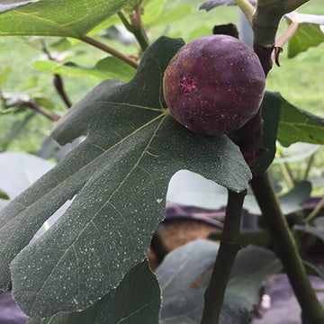 Chicago Hardy Fig sweet purple-brown figs ripen in early-mid autumn each year.