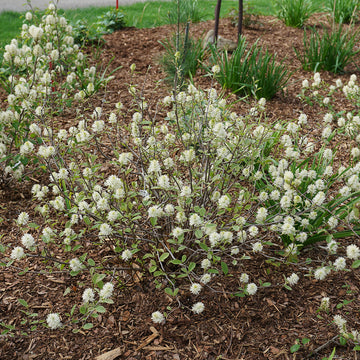 Legend of the Small bottlebrush is a petite native shrub with brush like white flowers.