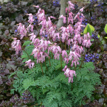 Fringed Bleeding Heart is a native perennial with extra charm