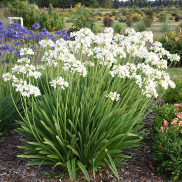 'Galaxy White' Lily-of-the-Nile has clusters of white flowers