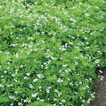 Sweet woodruff is a tidy ground cover for part sun or shade.