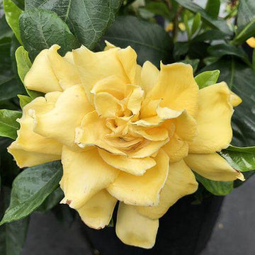 Golden Magic Gardenia large fully double flower open white and age to a buttery yellow