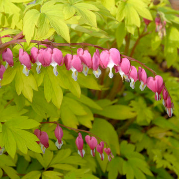 Gold Heart Bleeding Heart blooms with reliable intriguing heart shaped flowers