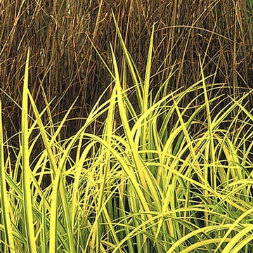 Golden Sweet Flag has gold variegated foliage that is surprisingly fragrant! 