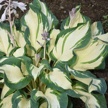 Hans Hosta has dramatic variegation, looking mostly white!