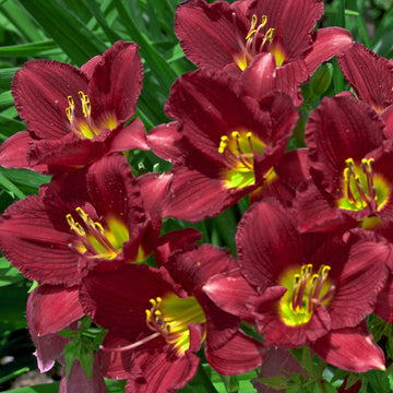 Ruby Stella Daylily has wine red blooms from summer to frost