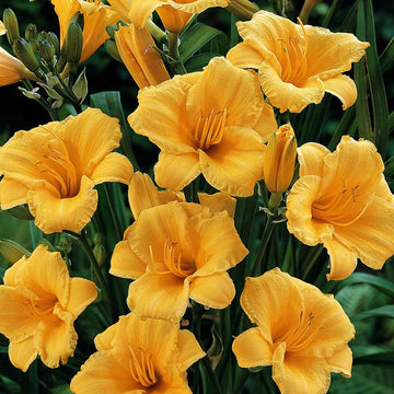 Stella d'Oro Daylily is the best selling daylily of all time