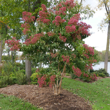 Temple Of Bloom Seven Son Flower has fragrant flowers that attract hummingbirds and pollinators