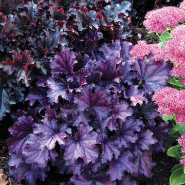 Forever Purple Coral Bells has vivid purple colored foliage