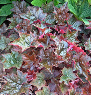 Reliable Palace Purple Coral Bells is the go to heuchera used by many professional garden designers