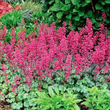 Paris Coral Bells have large rose pink flowers in addition to beautiful foliage