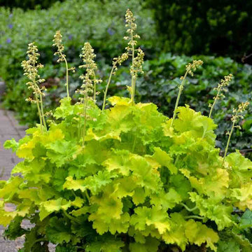 'Twist of Lime' Coral Bells is perfectly suited for container plantings!