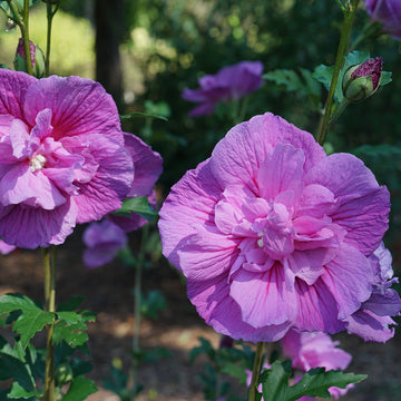 The powder puff like flowers of Dark Lavender Chiffon rose of Sharon bloom all summer.
