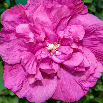 Magenta Chiffon® Rose of Sharon has bright and gold magenta blooms all summer long. 