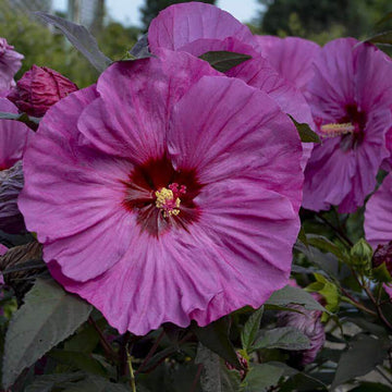 Summerific 'Berry Awesome' Perennial Hibiscus big purple blooms in summer