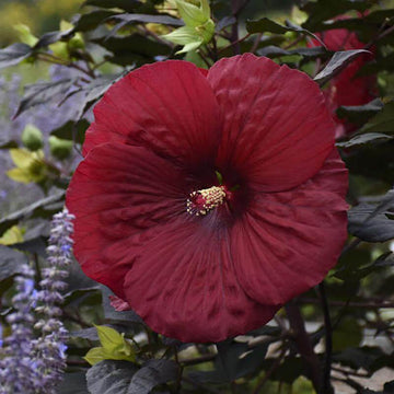 Summerific 'Holy Grail' Perennial Hibiscus is easy to grow and long blooming